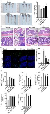 Exosomal MicroRNA-181a Derived From Mesenchymal Stem Cells Improves Gut Microbiota Composition, Barrier Function, and Inflammatory Status in an Experimental Colitis Model